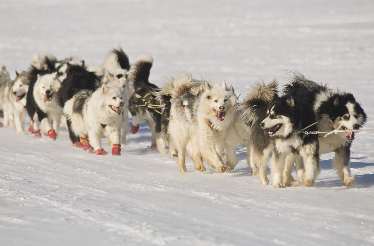 Rodelen Yakut huskies