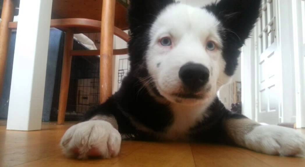 Yakut husky puppy