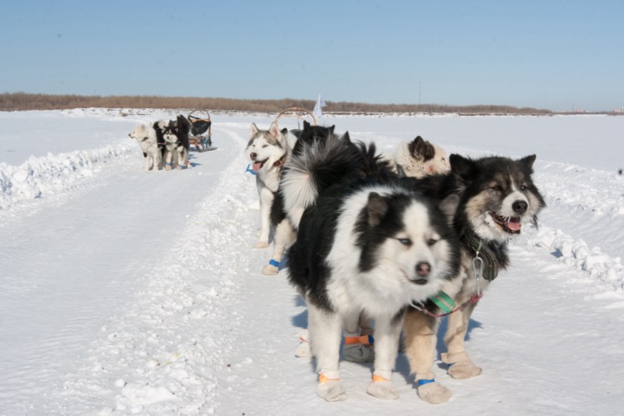 Sledding Yakut huskies