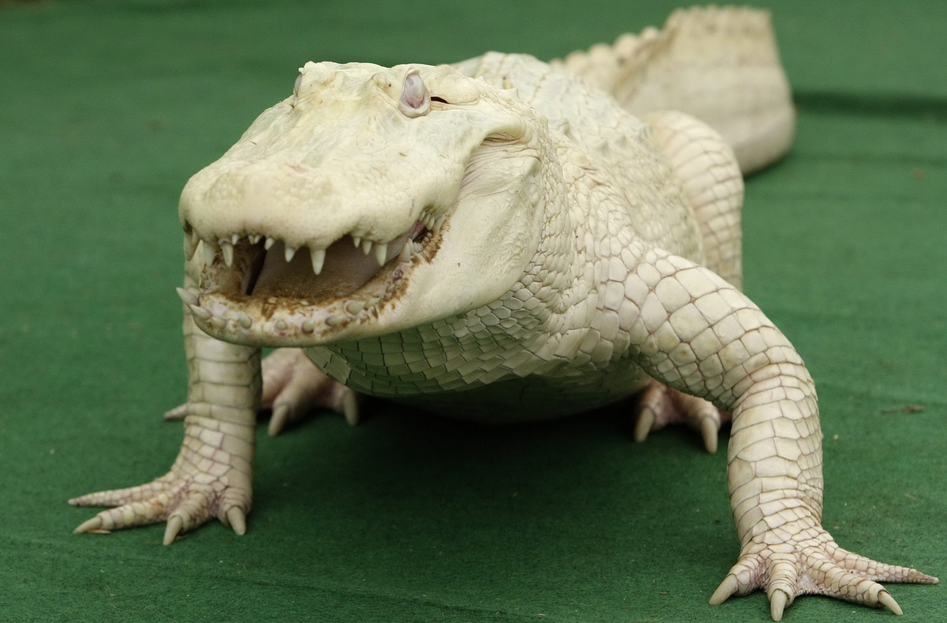Albino krokodill