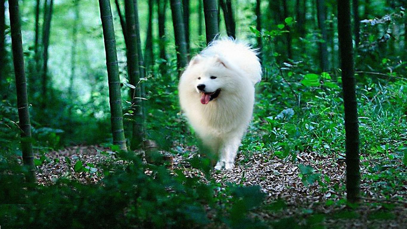 Foto de huskies de samoyedo