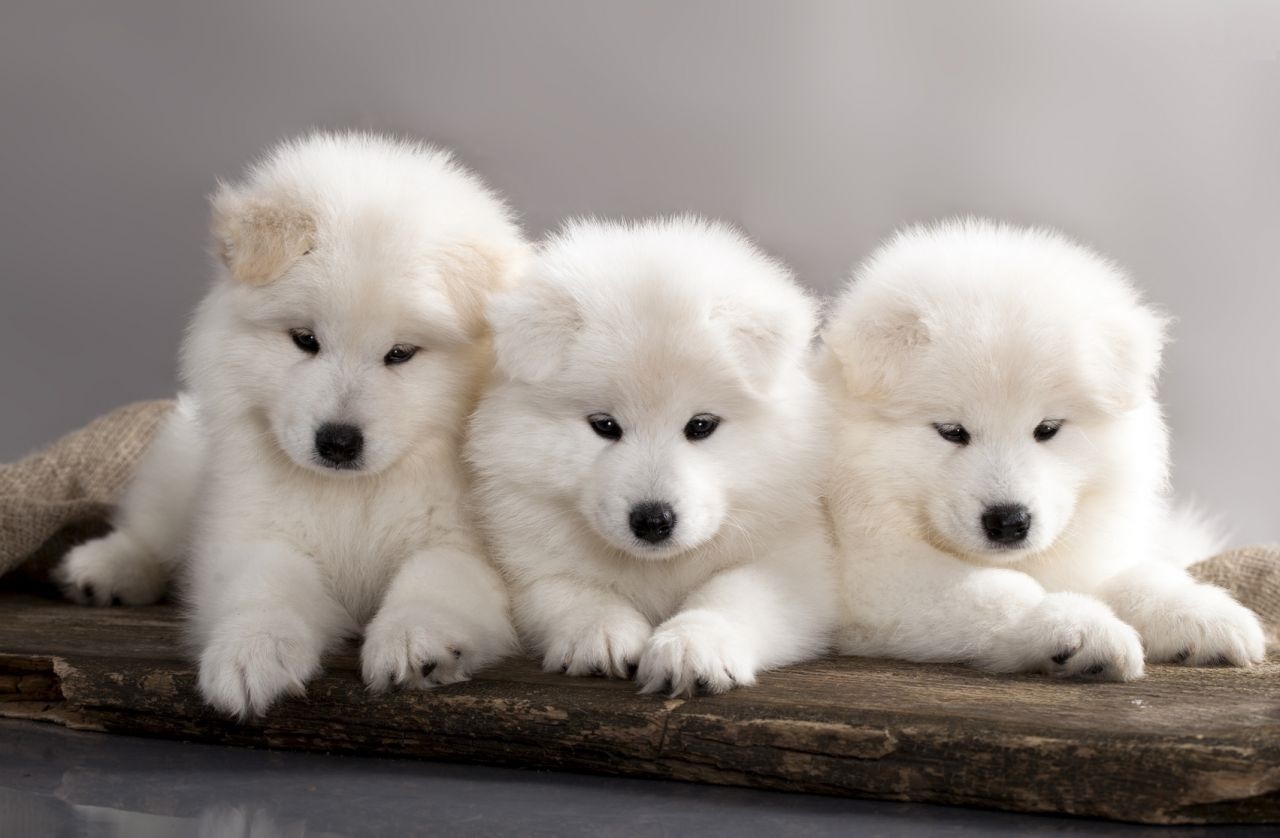 Samoyed puppies