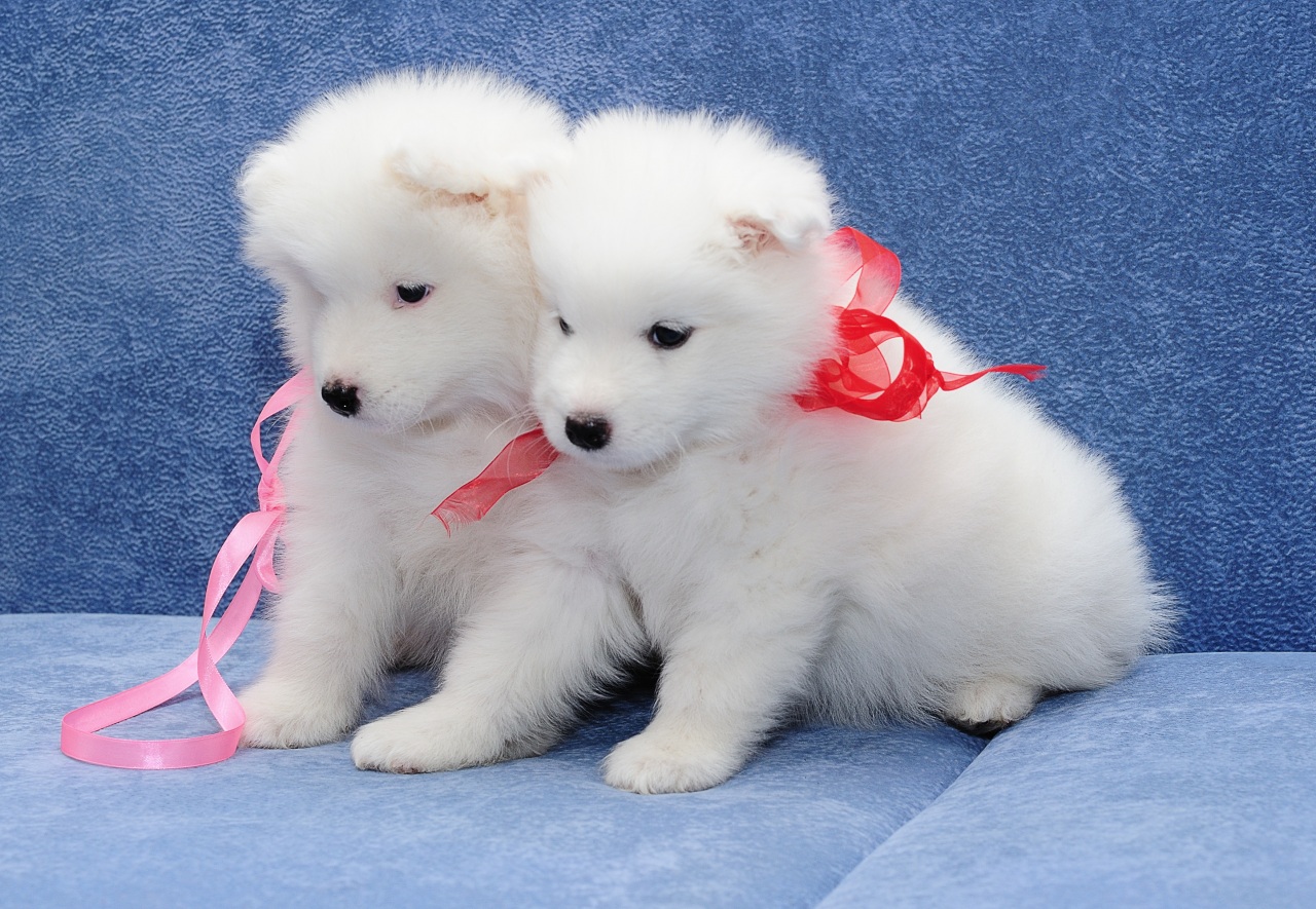 Samoyed puppies: photo