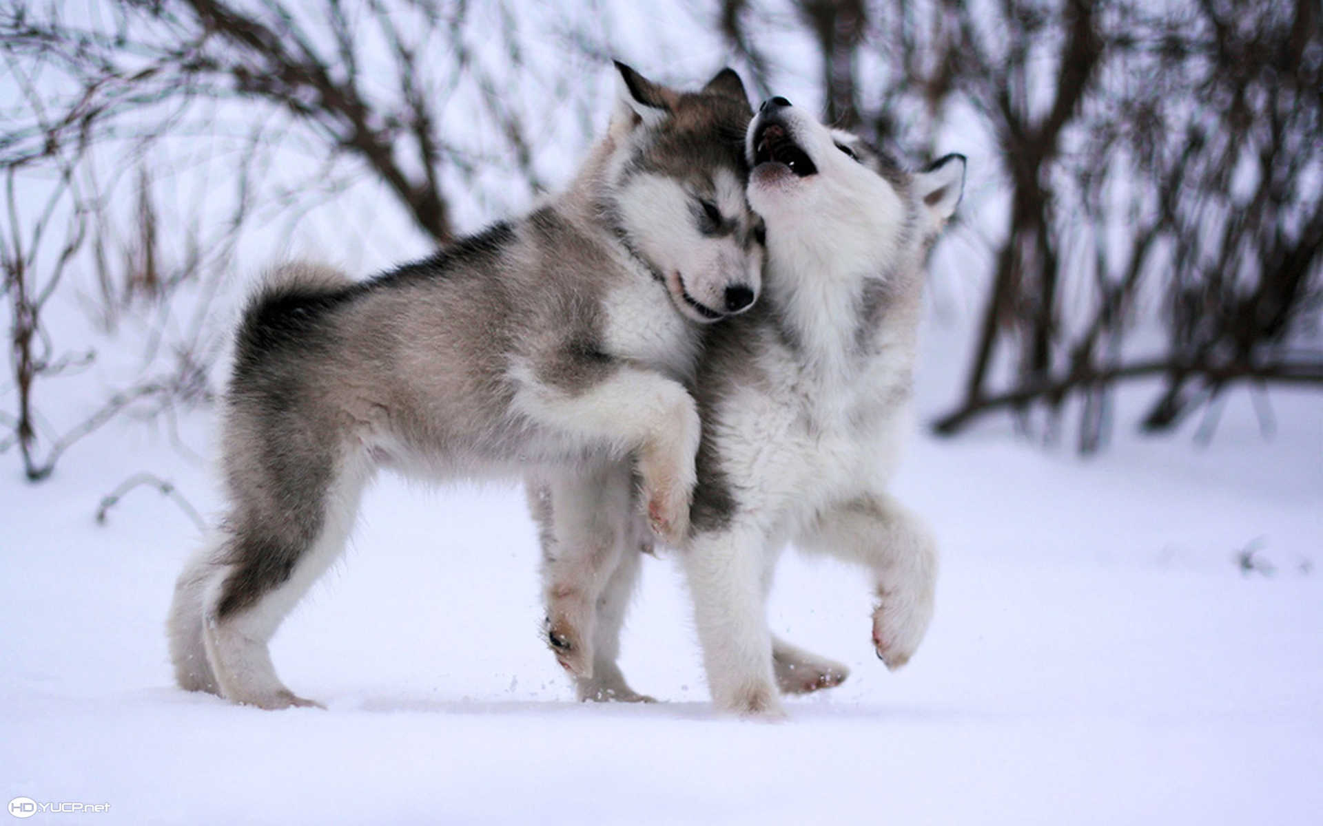 Alaskan Malamute puppies play