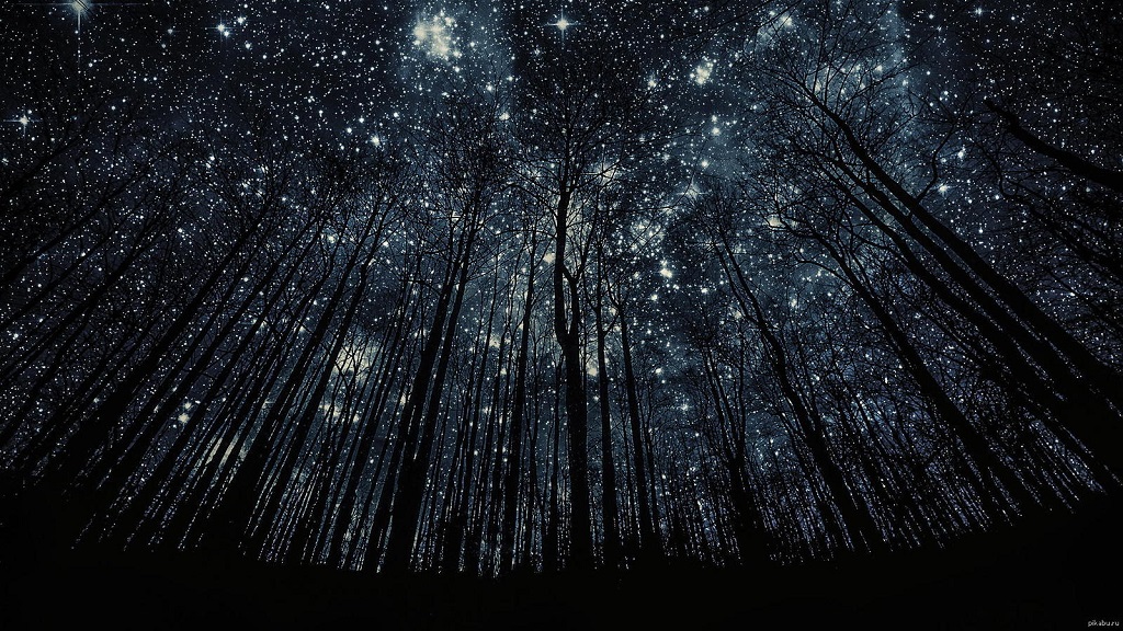 Cielo estrellado: foto panorámica en el bosque.