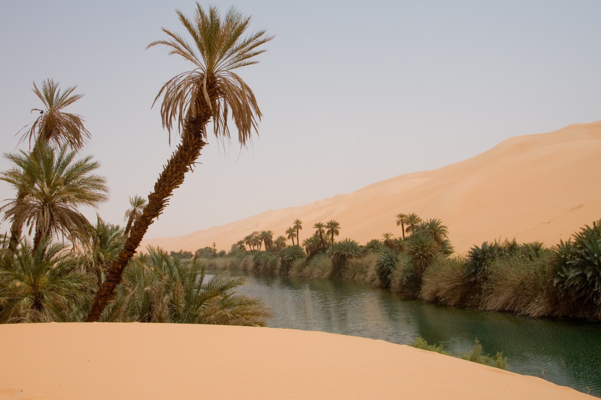 Mga puno ng palma sa oasis ng Ubari sa Sahara
