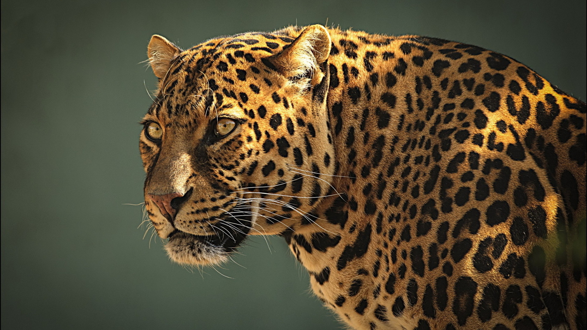 Leopard fotoğrafları