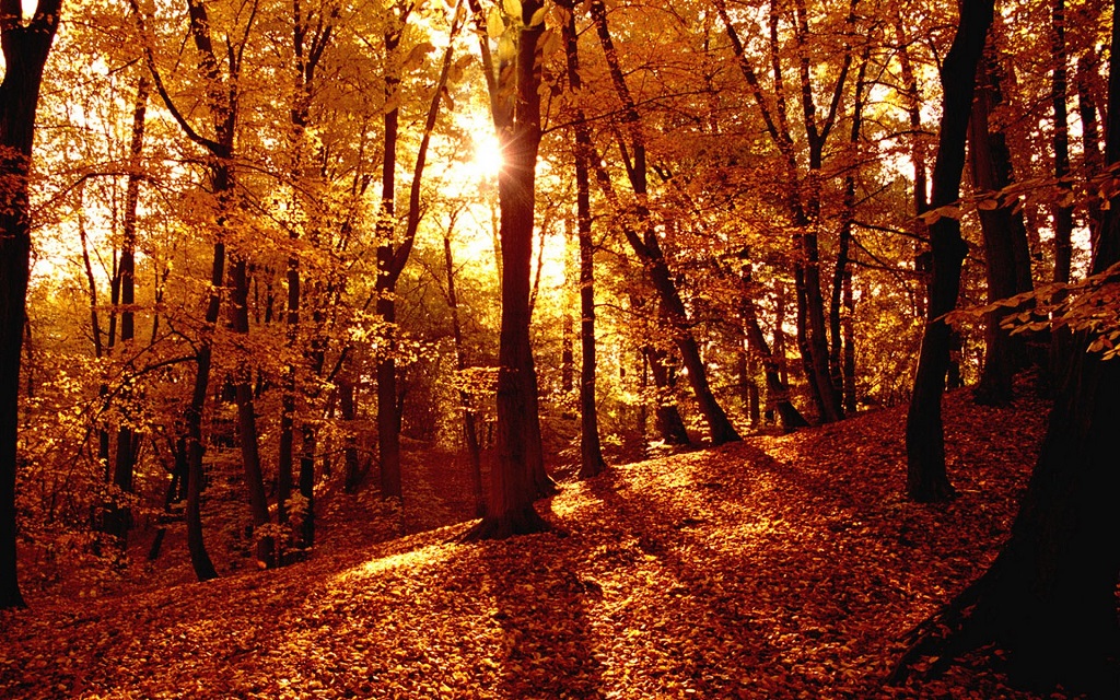 سنہری موسم خزاں کے دوران جنگل میں غروب آفتاب