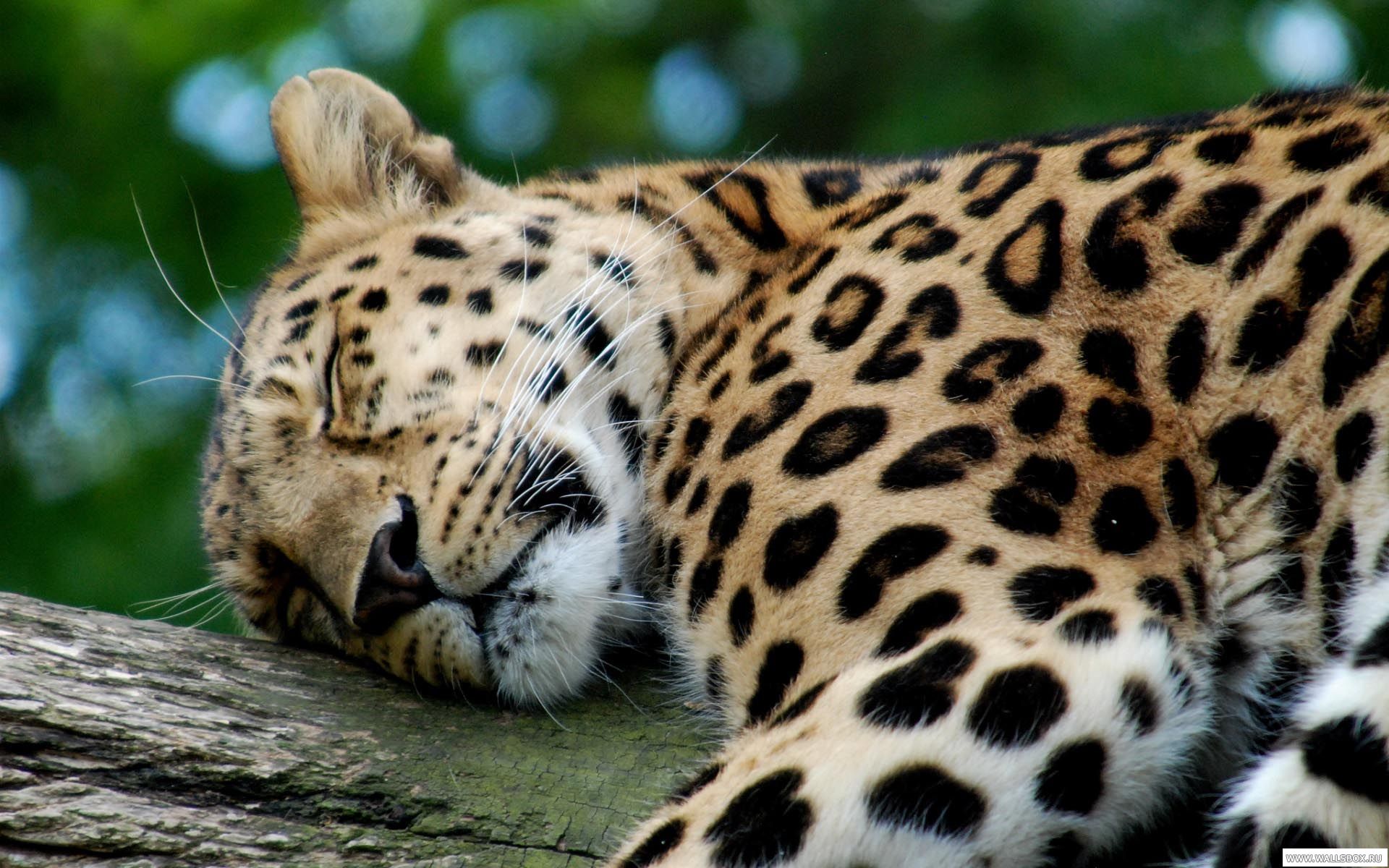 Photos de léopard