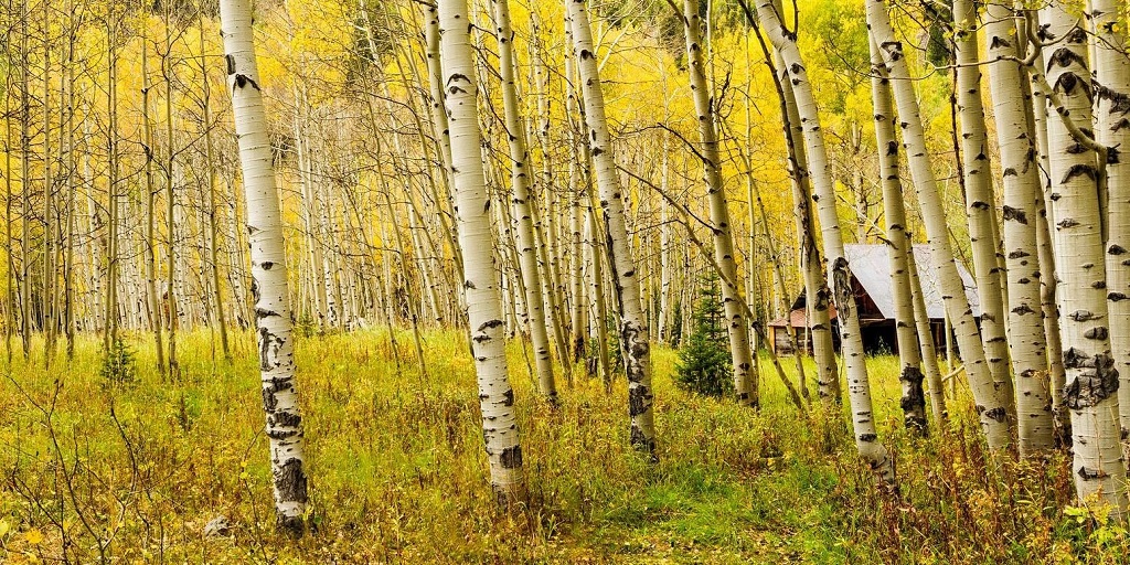 Chata v lese během zlatého podzimu