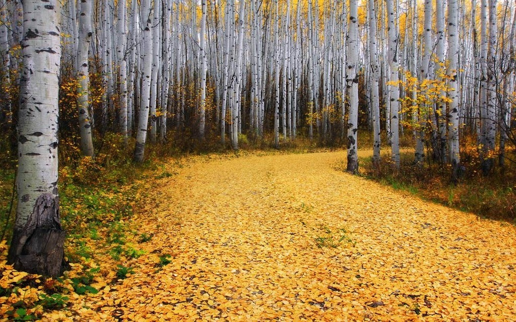 Aspen Forest in Colorado during golden autumn