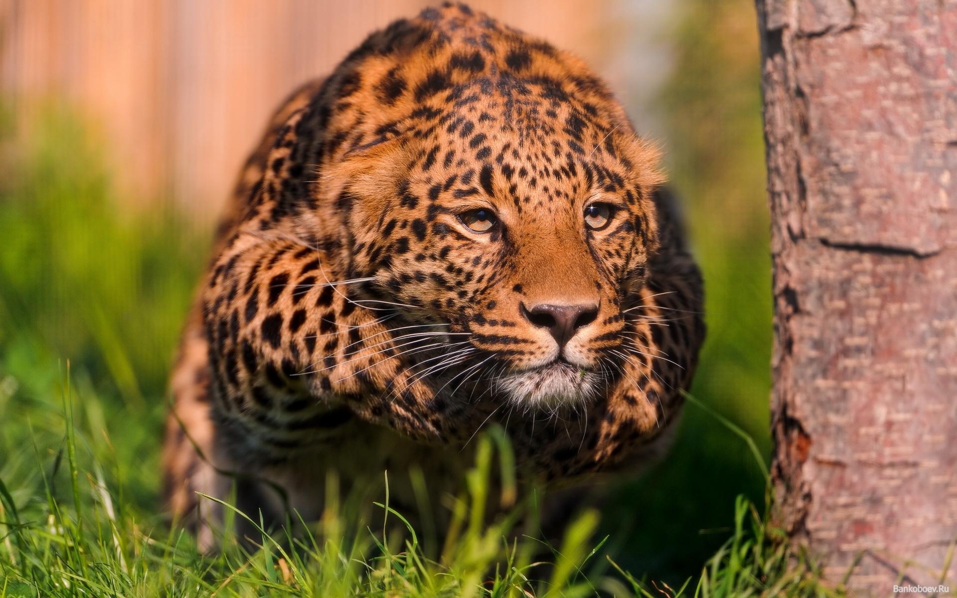 Qbiż tal-leopard ritratti
