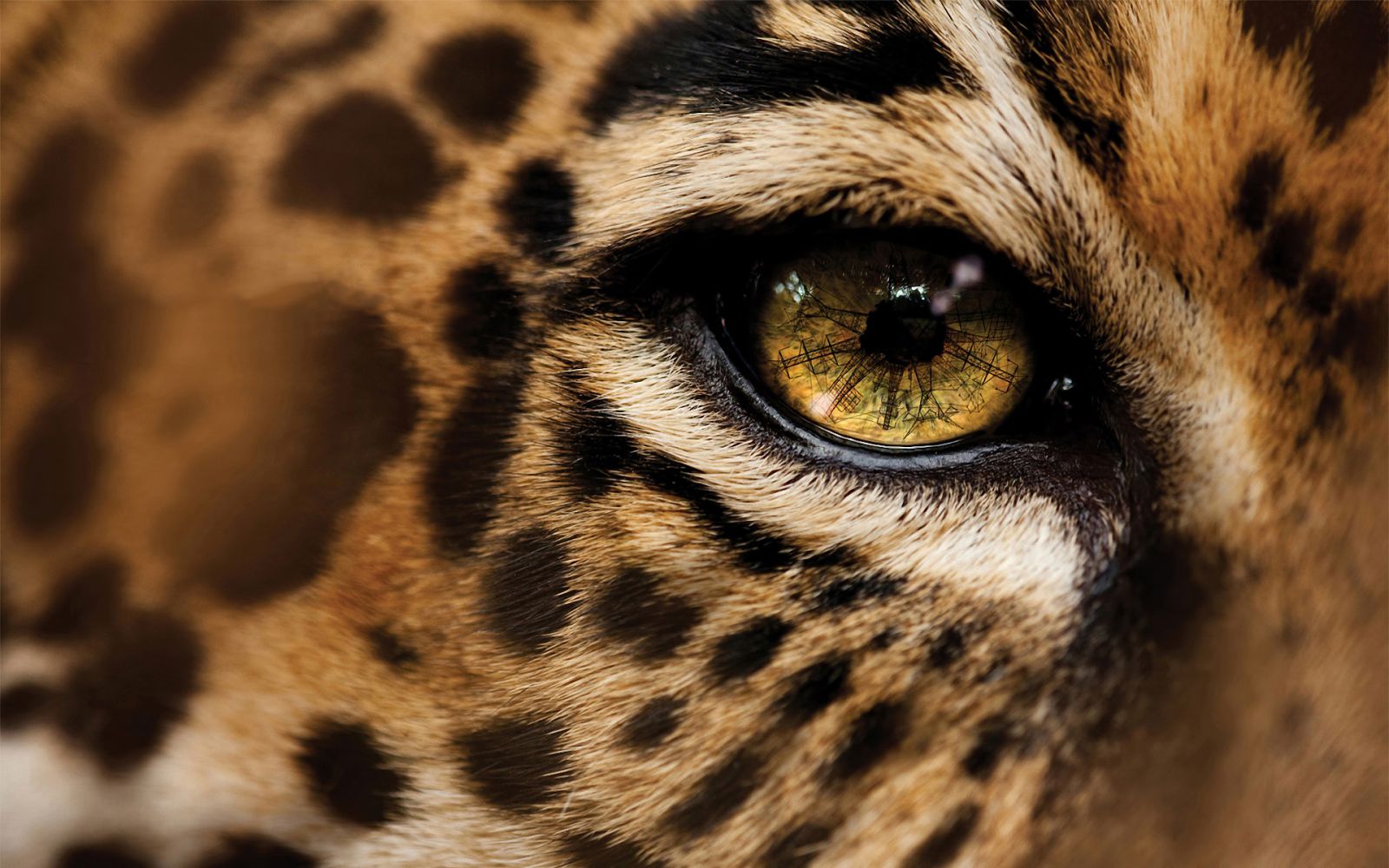 Leopardo okulo