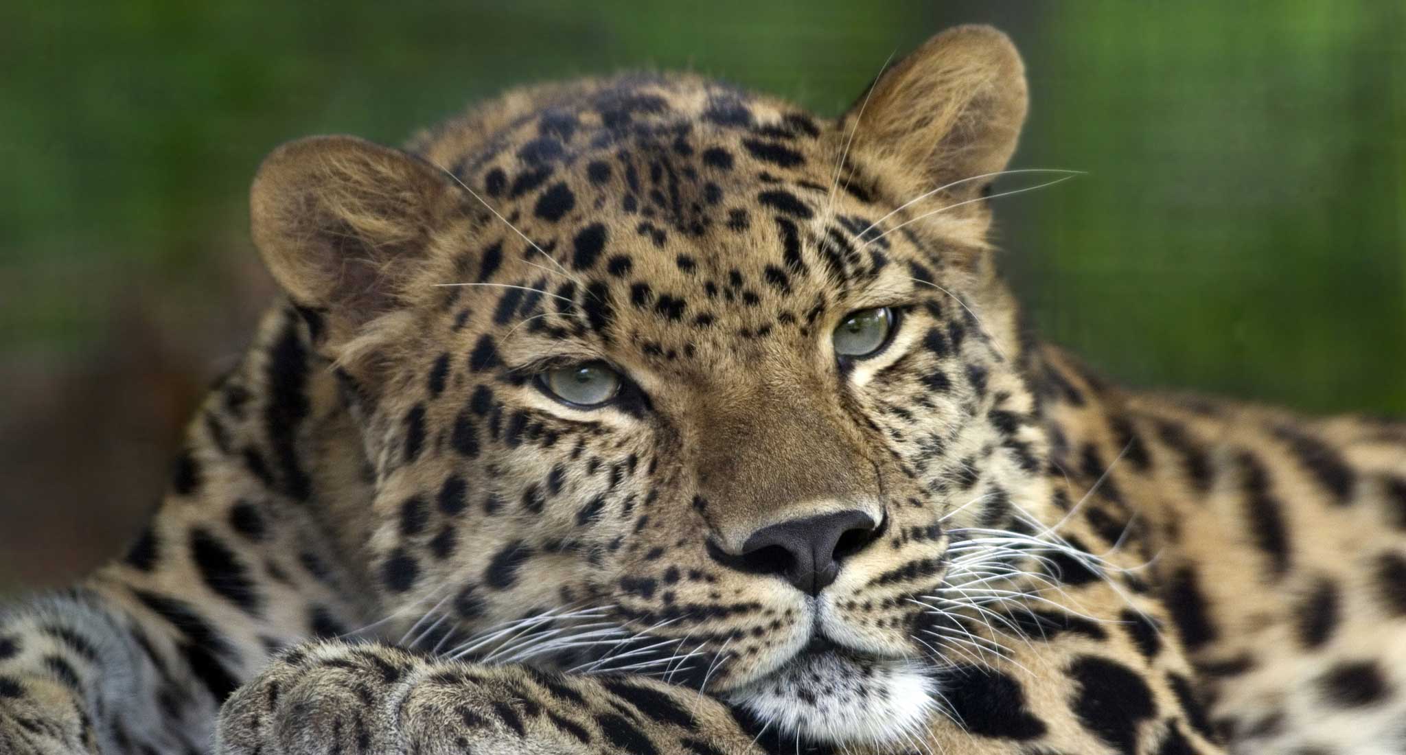 Leopard fotosuratlari