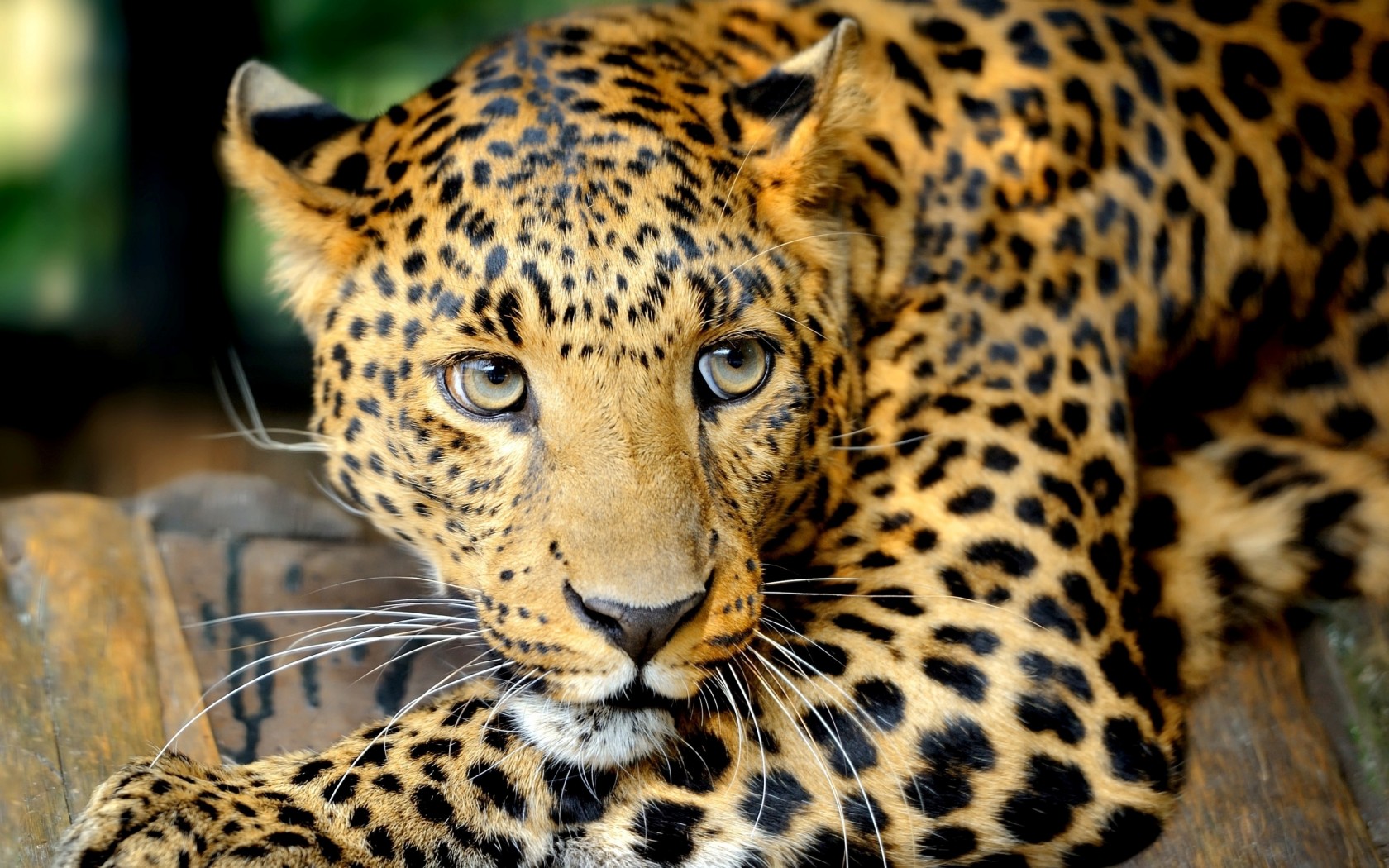 Leopardo rigardo