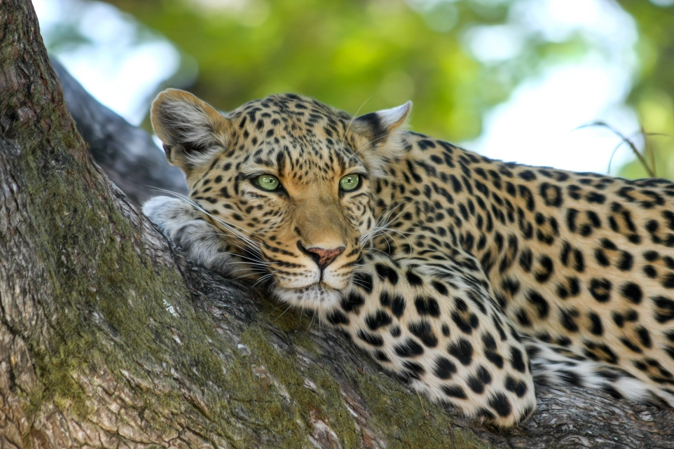 Leoparda