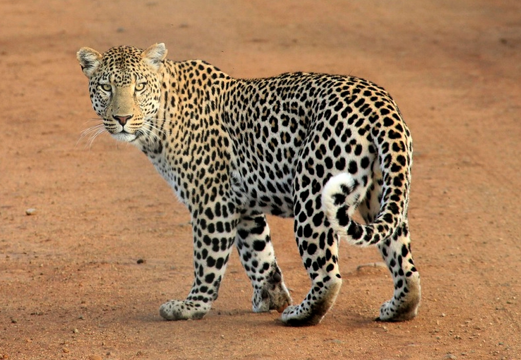 I-Leopard