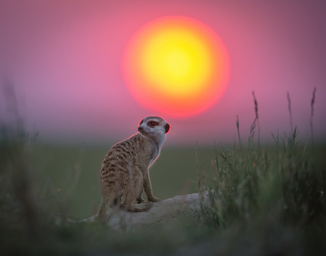 Meerkat contro il sole al tramonto