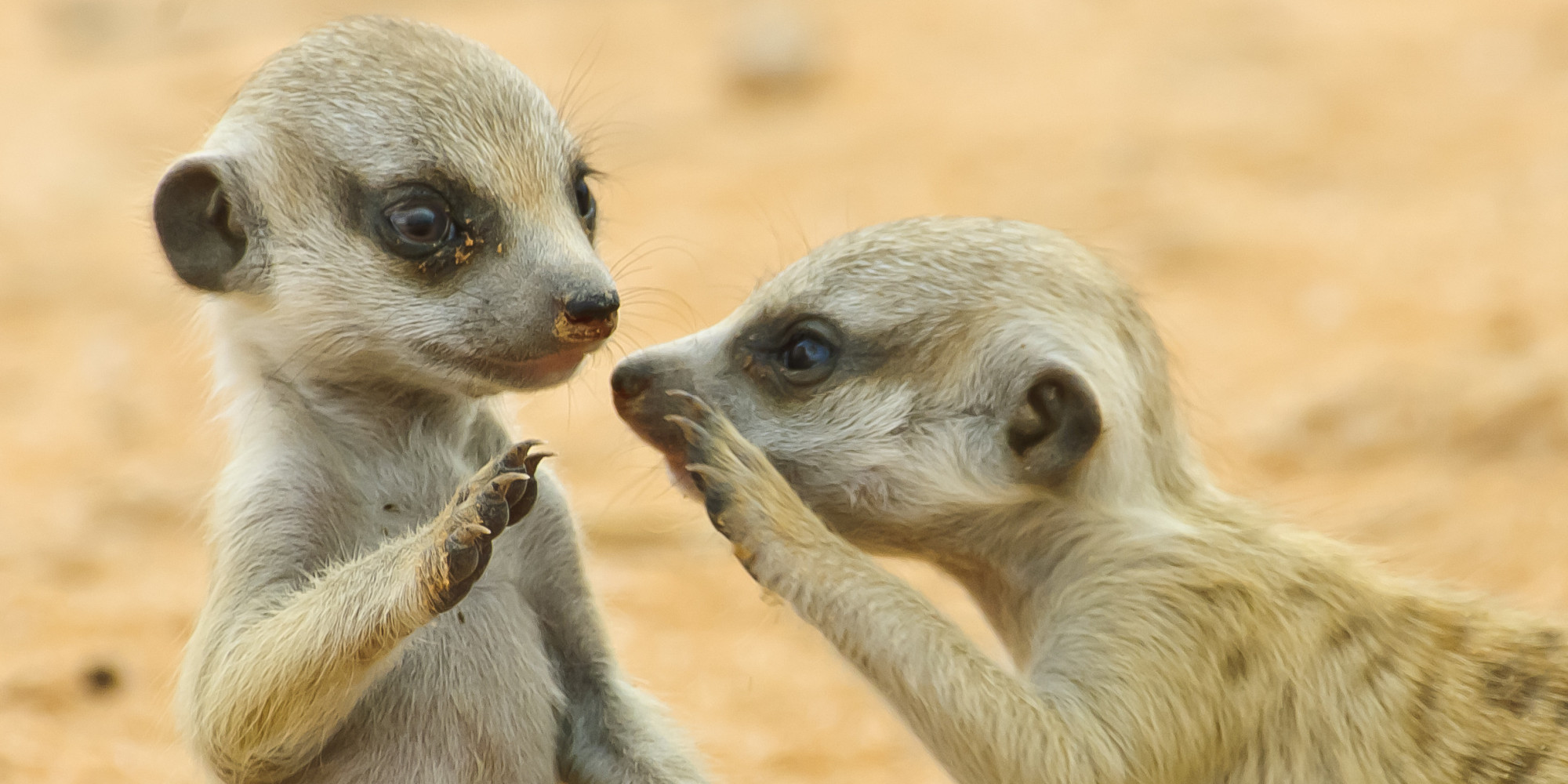 Meerkat-gesprek