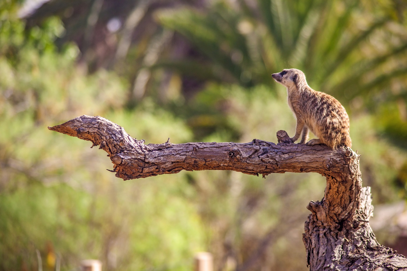 Meerkat en guardia, buscando peligro
