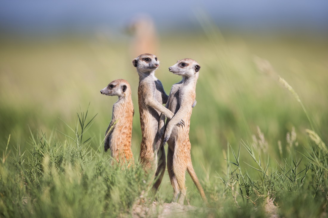 Grupo sa mga meerkat