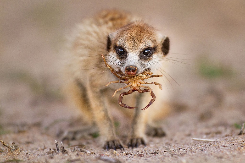 Meerkat დაჭერილი crab