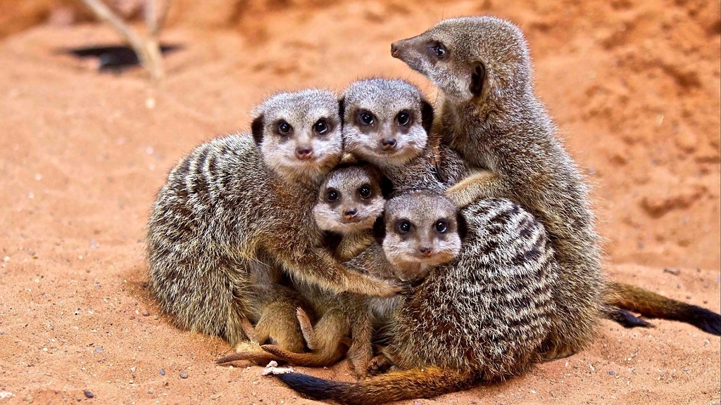 Famiglia Meerkat