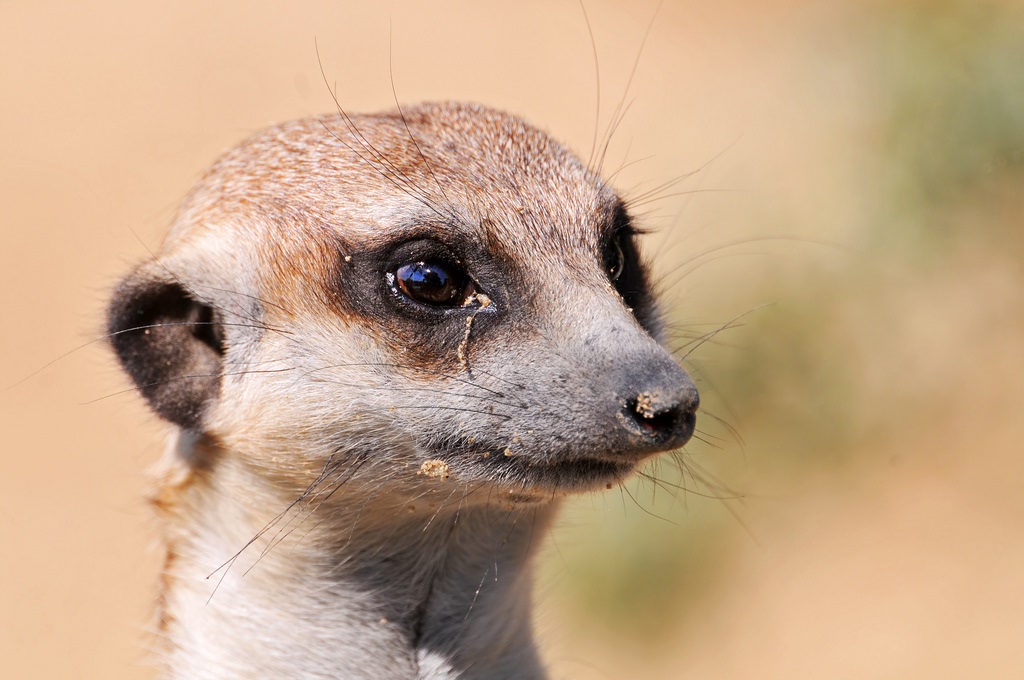 Meerkat head
