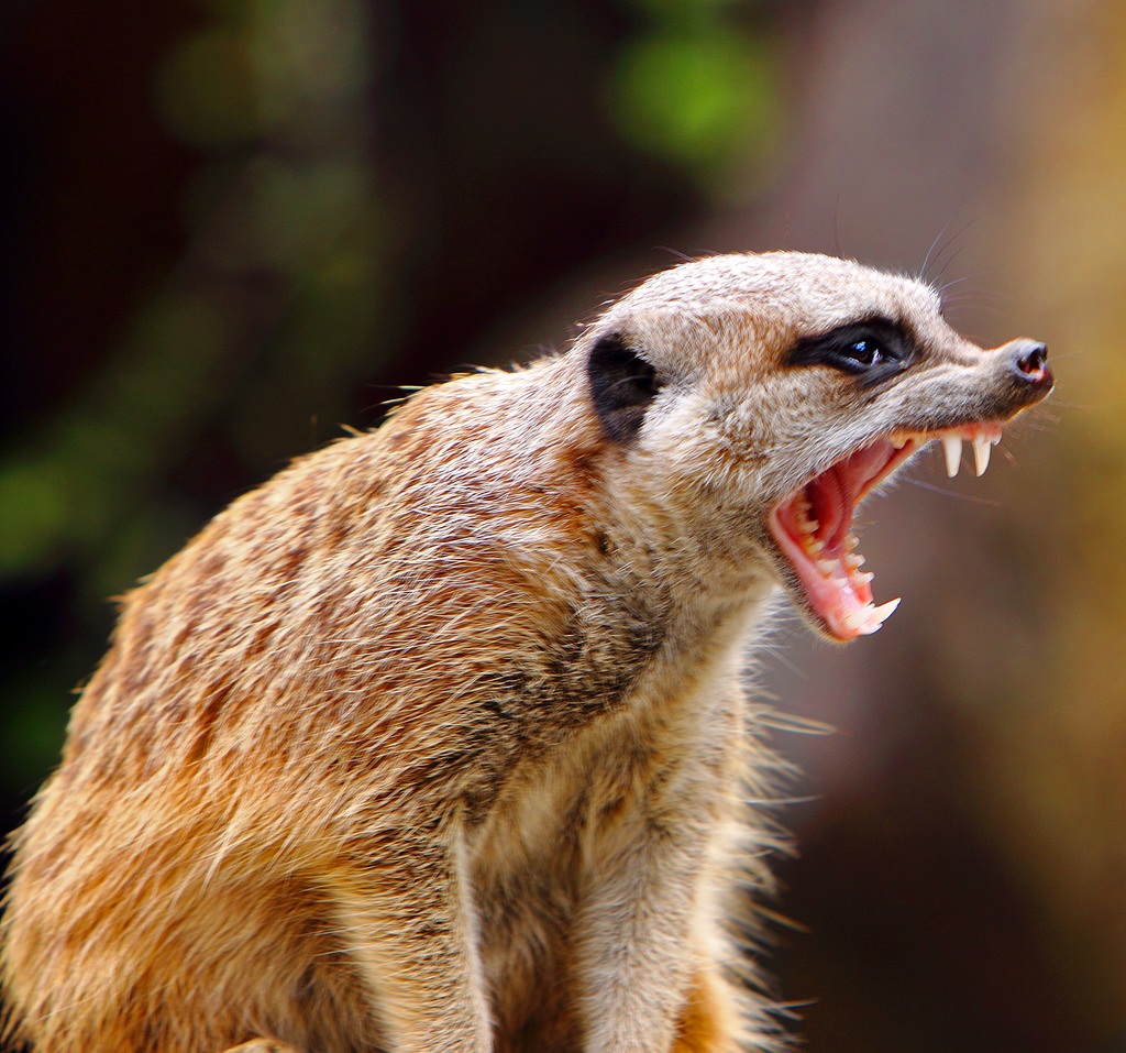 Mouth meerkat