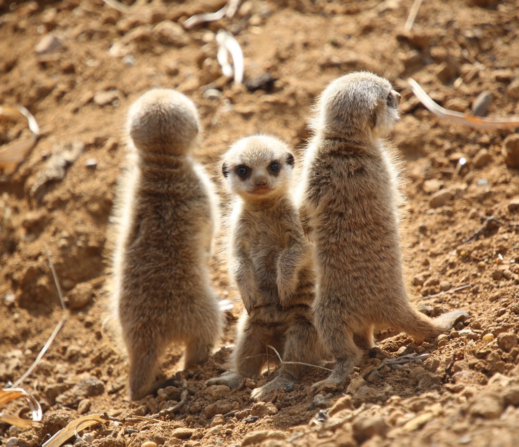 Tiga meerkat kecil
