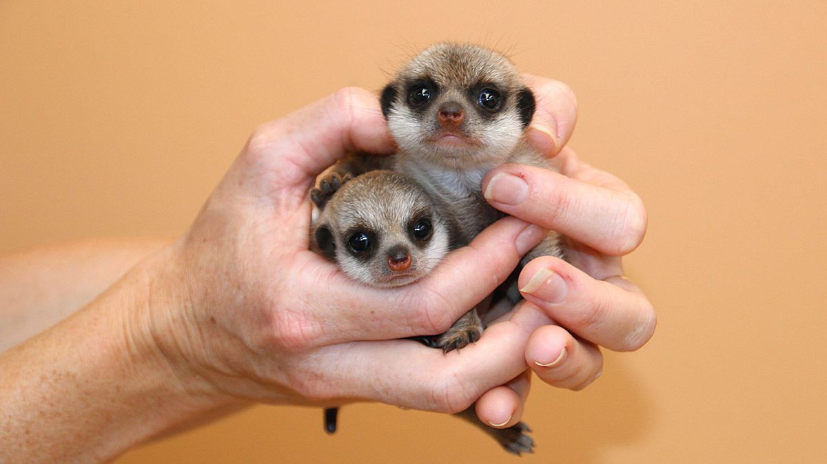 Little meerkats nv mãos
