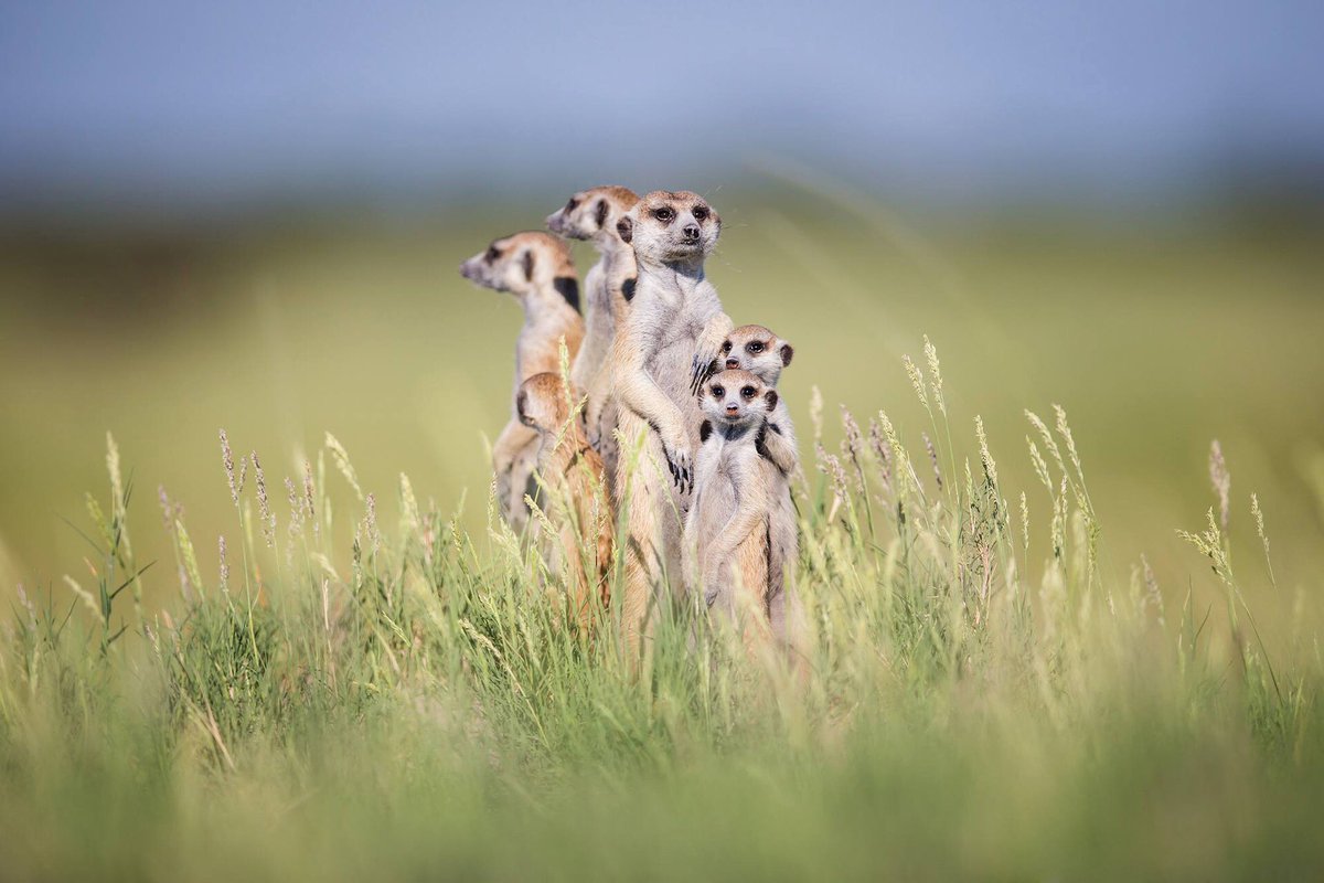 Familia meerkat en el campo