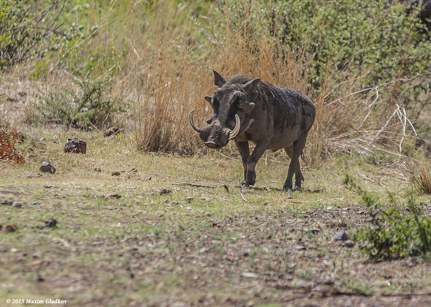 Volwassen wrattenzwijn, foto uit Zuid-Afrika, oktober 2015