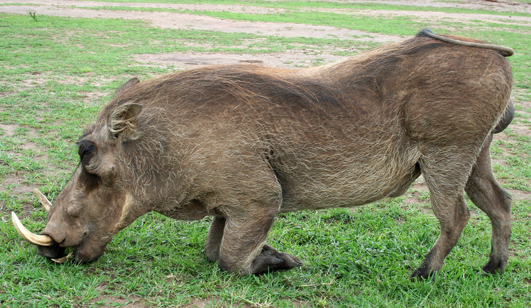 Uganda, taman nasional "Mburo", menggambarkan warthog dengan p...
