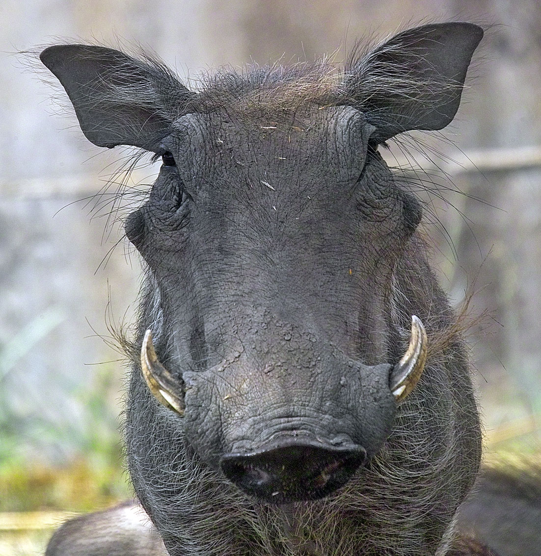 Warthog: retrato en perfil