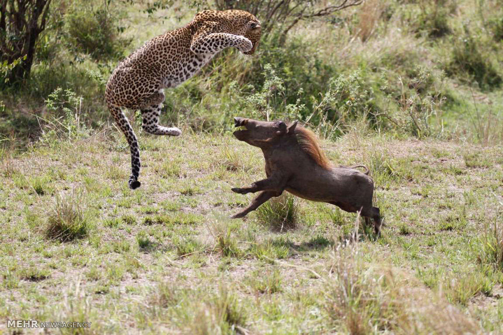 Warzenschwein gegen Leopard