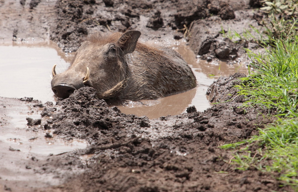 Warthog baszik a sárban a Ngorongoro kráter területén, Tanzániában