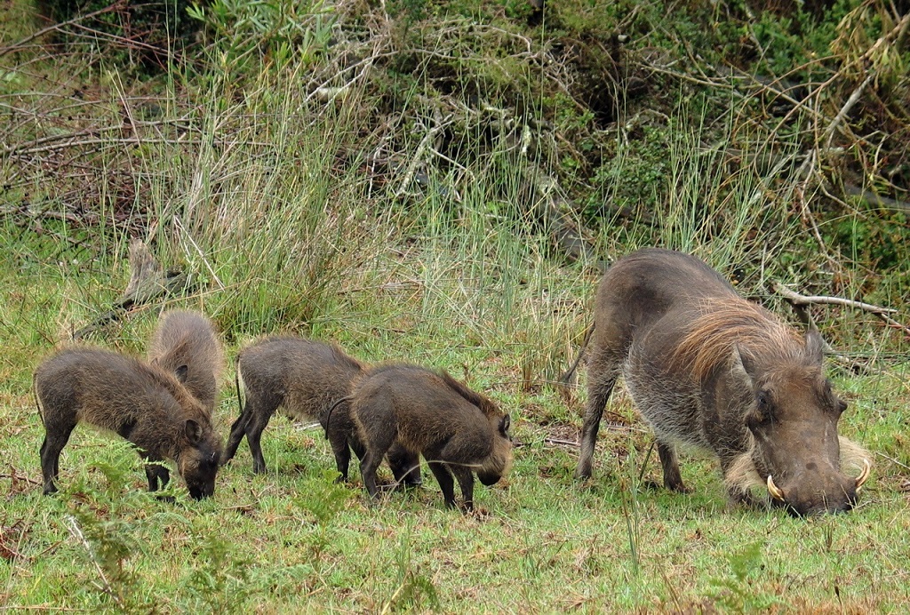 Posotsya Warthog kalawan piglets