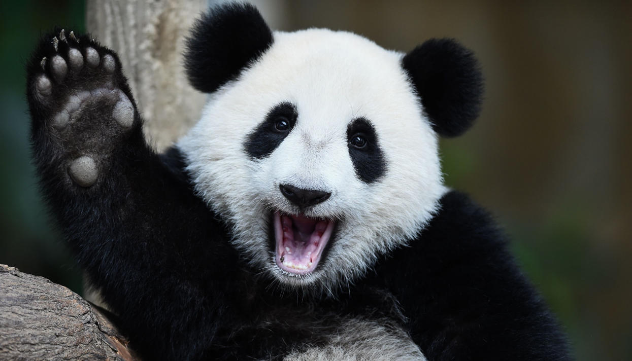 Big Panda посреща посетителите на сайта :)