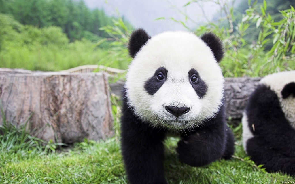Genç panda