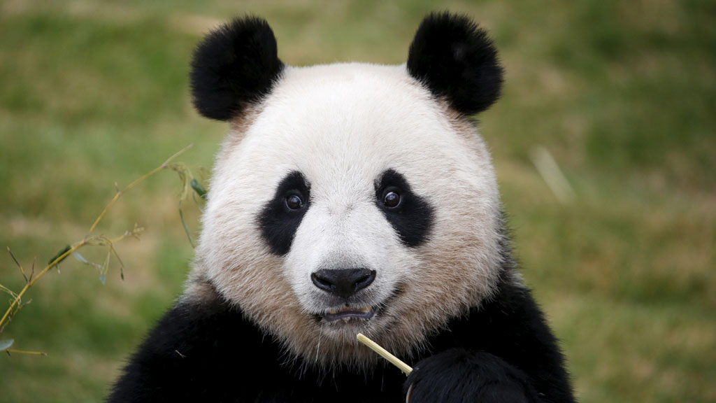 Groot panda