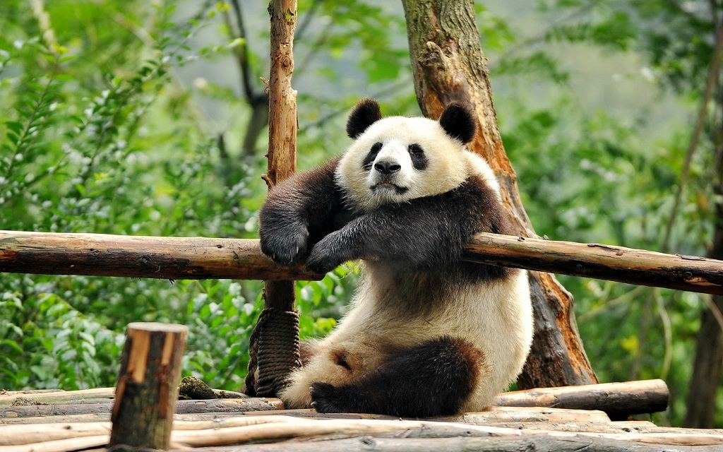 Stor panda