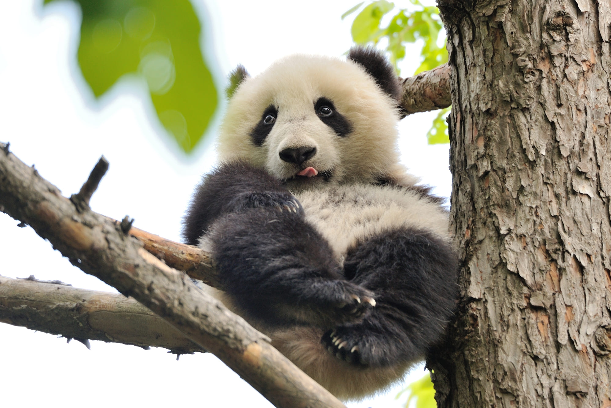 Smešno veliko pando na drevesu
