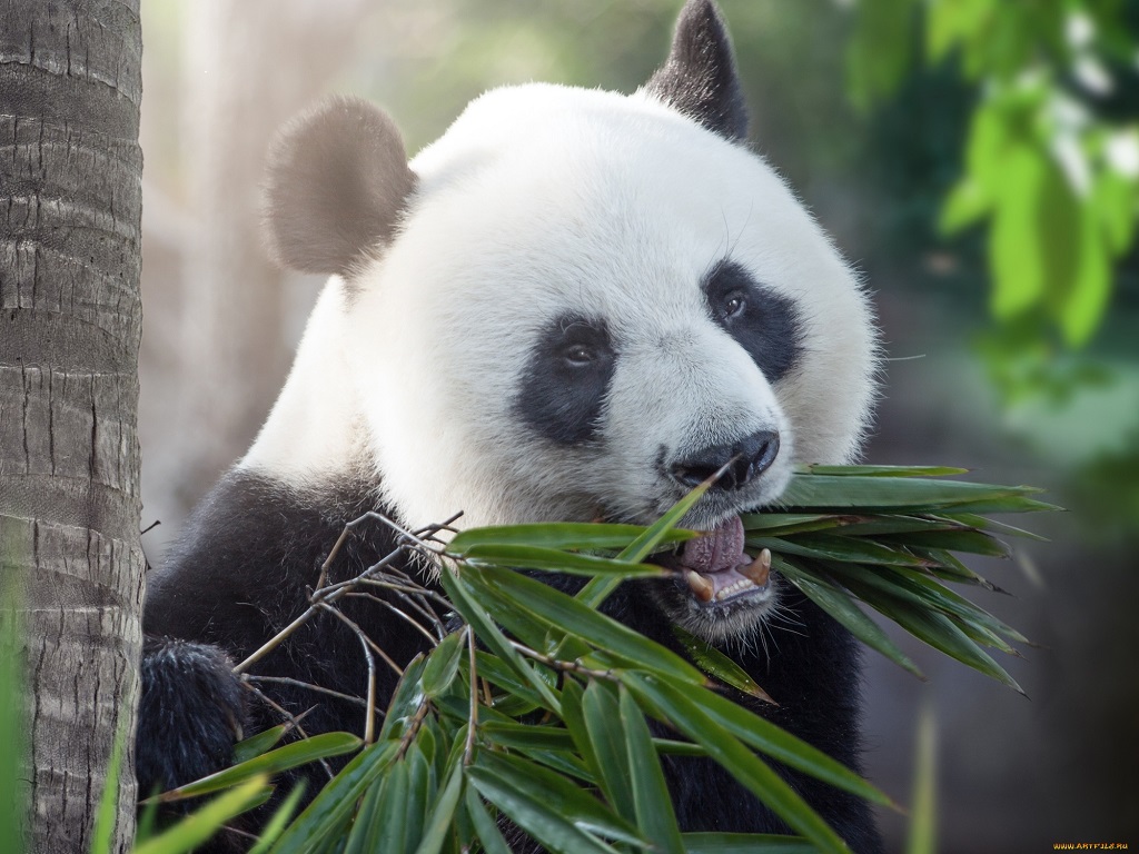 Вялікая панда есць бамбук