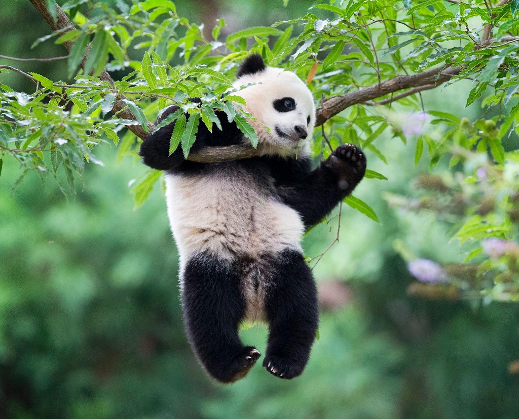 Велика панда повисла на гілці дерева