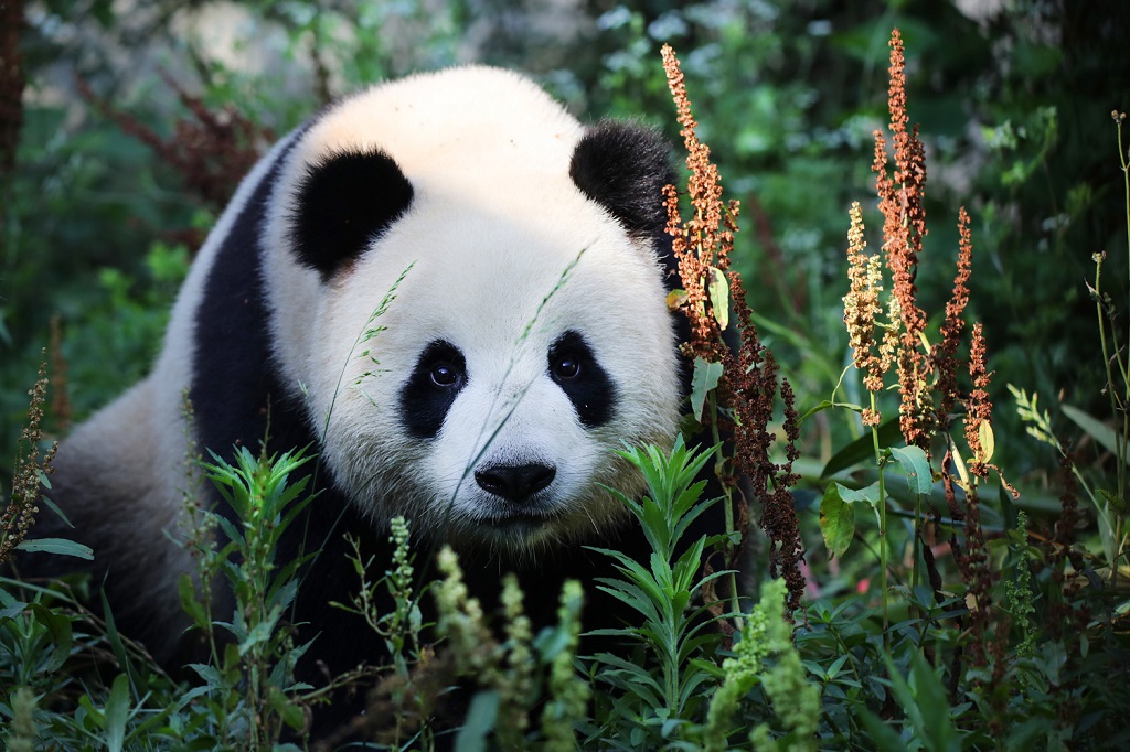 Panda grande en la espesura de la hierba