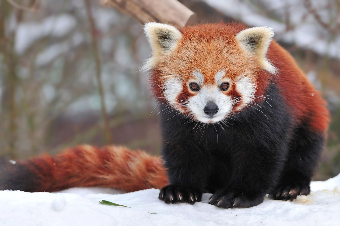 წითელი panda