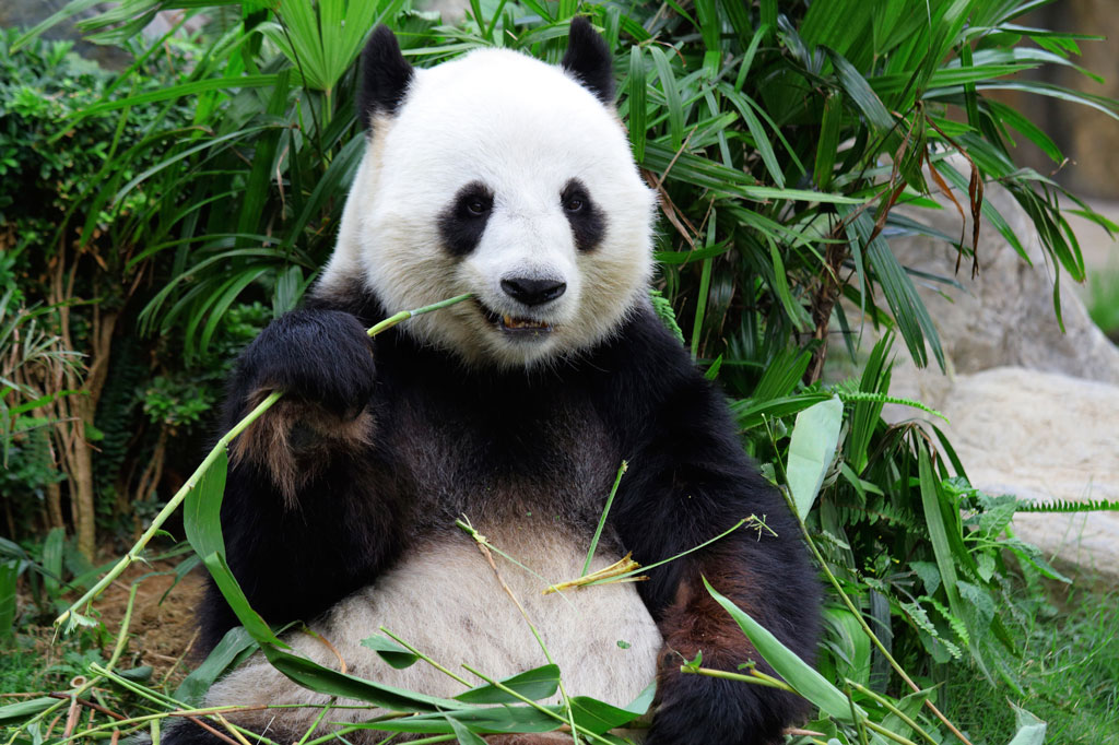 El gran panda come bambú