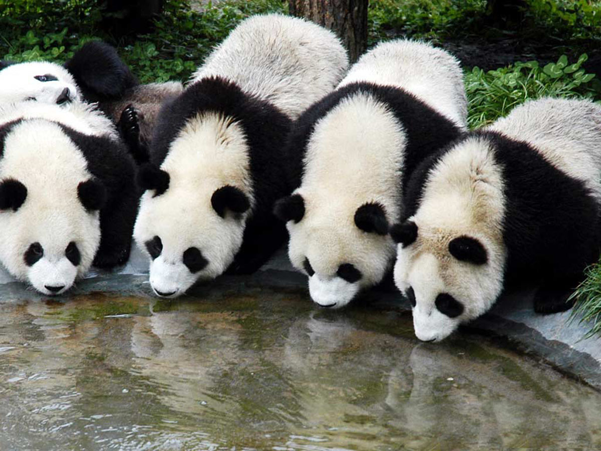 Grandi panda in un abbeveratoio