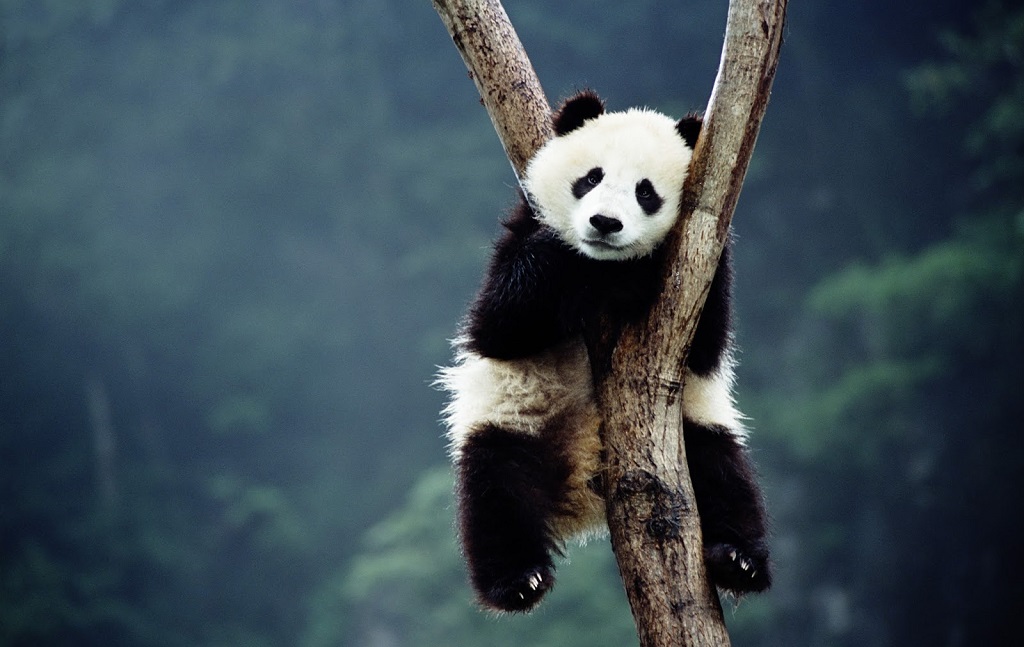 Үлкен панда ағашқа